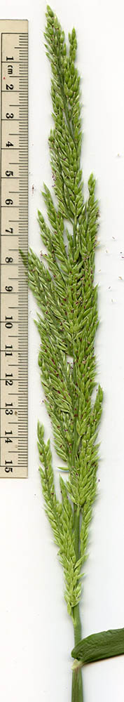  Eriochloa aristata var. aristata